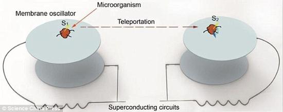 图为两个微生物之间的量子传输。研究人员称，应用电路，放置在其中一个薄膜振子上的微生物的外部状况(即电子自旋状况)能够被传输到另一个薄膜振子上的微生物中。