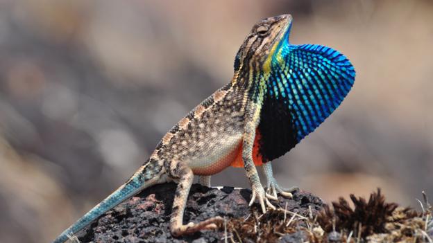 5种蜥蜴新物种:雄性利用喉扇吸引潜在配偶