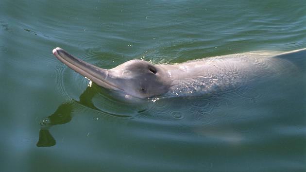 白鳍豚.
