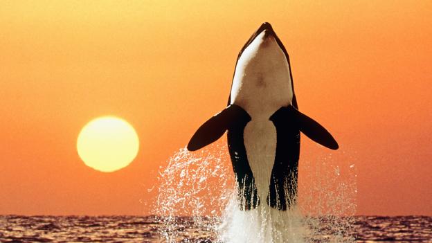 为什么虎鲸不应该圈养圈养无法满足虎鲸需求