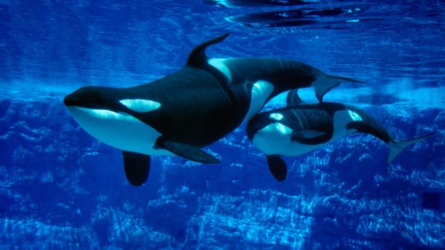 为什么虎鲸不应该圈养圈养无法满足虎鲸需求