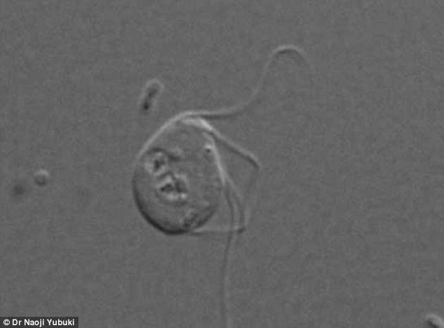 这类被称为类单鞭滴虫属(如图)的单细胞生物,推翻了线粒体是真核细胞必需组成部分的观念。