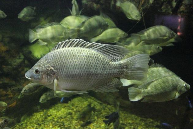 图8. 罗非鱼oreochromis mossambicus(源自维基百科)