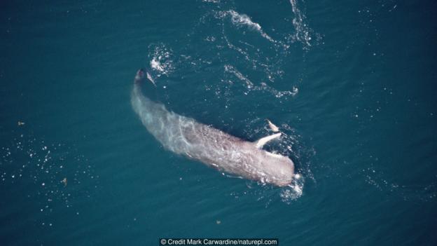 巨乌贼体长能达20米以上