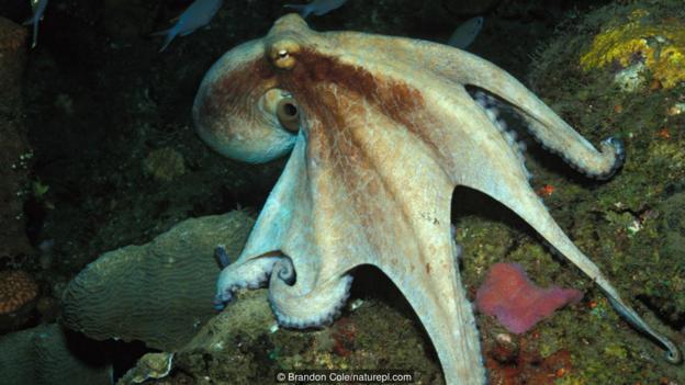 一只挪动中的真蛸(大名：Octopus vulgaris)，该物种即平日所说的一般章鱼