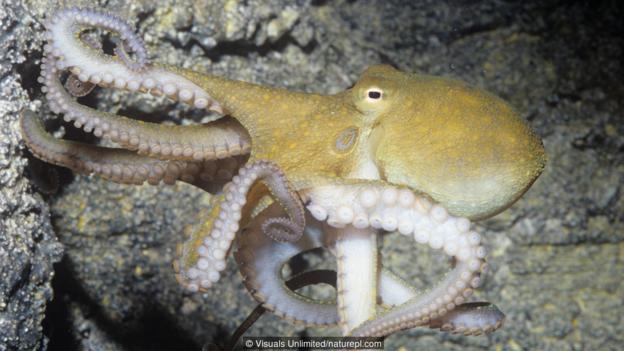 加州双斑蛸(大名：Octopus bimaculoides)