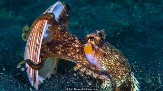 一只正在举起贝壳的条纹蛸(大名：Amphioctopus marginatus)