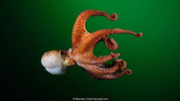 北太平洋巨型章鱼(大名:Enteroctopus dofleini)