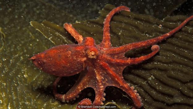 太平洋红蛸(大名：Octopus rubescens)