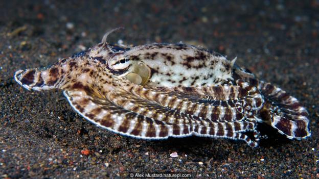 一只拟态章鱼(大名:Thaumoctopus mimicus)把本人假装成有毒的鳎鱼