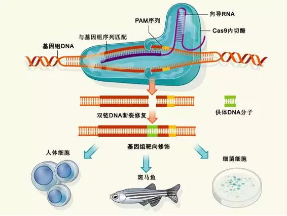 《自然》快速评审：“基因魔剪”家族添新成员_手机新浪网