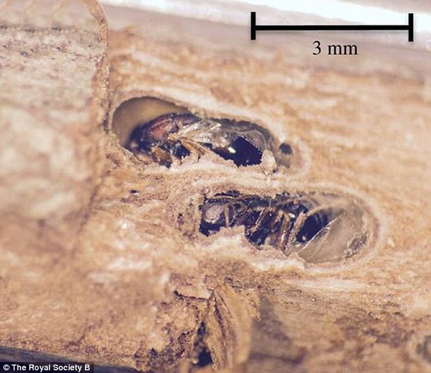 五倍子蜂会在树皮中钻出一个个小洞,藏在洞中长大成熟