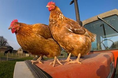 鸡的智力被低估相当7岁儿童