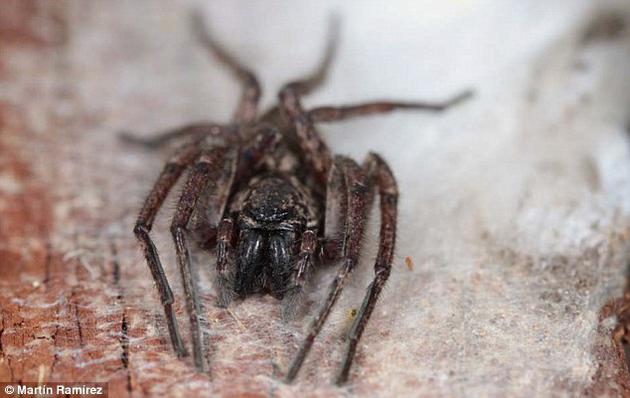 会飞的蜘蛛:蜘蛛飞航传播至大洋中的海岛