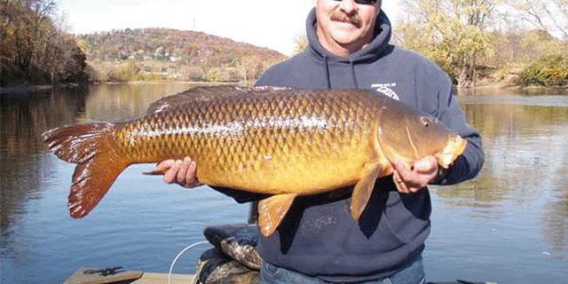 亚洲鲤鱼泛滥成灾 美国“悬赏”百万求解