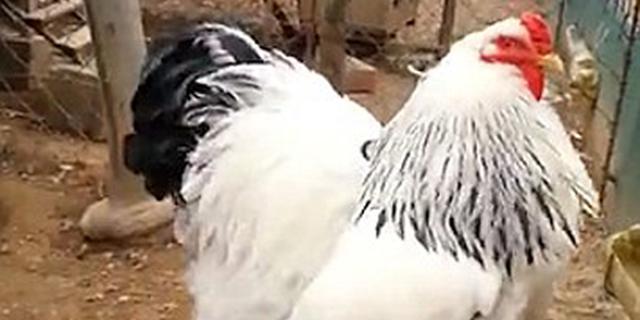 播放8000万次！国外现巨型鸡网友被吓坏