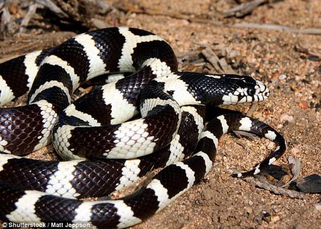 加州直线王蛇图片
