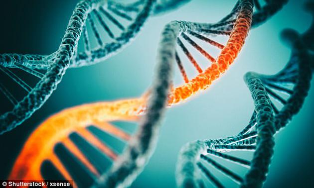 科学家发现,鱿鱼大脑中超过60%的RNA转录物是通过编辑记录下来的,而人类身上这一比例只有1%。