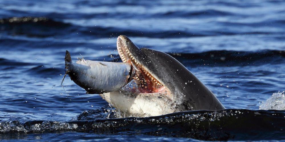 温顺海豚也有这面:捕食三文鱼大口吞咽