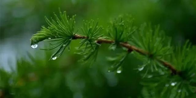 雨后空气中有泥土味？真相是这样！