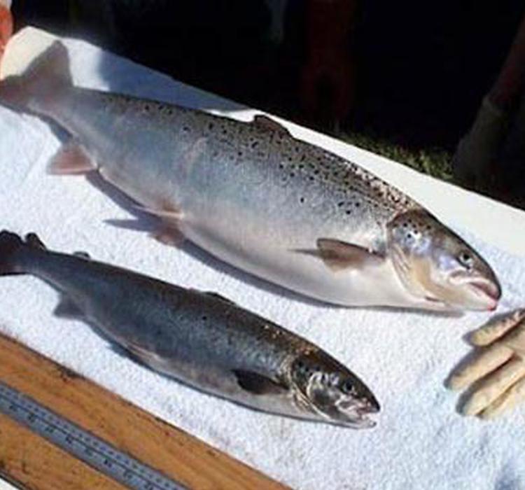 文鱼的起源演变 文鱼的功效与价值 文鱼和相关鱼类的营养价值