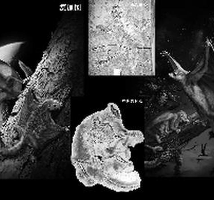 祖翼兽和翔齿兽居然长这样|翼兽|属种|北京自然博物馆_新浪科技_新浪网