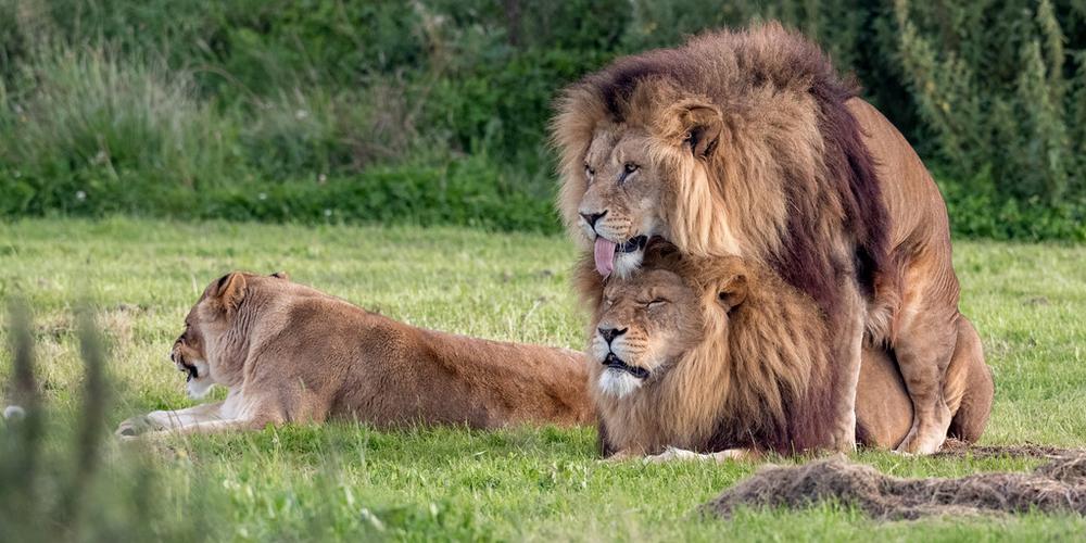 英国两头雄狮同性交配 母狮一旁看热闹