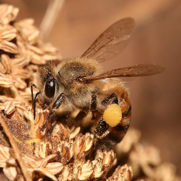 蜜蜂怎么了 蜂群崩溃综合征 是否会使其灭绝 手机新浪网