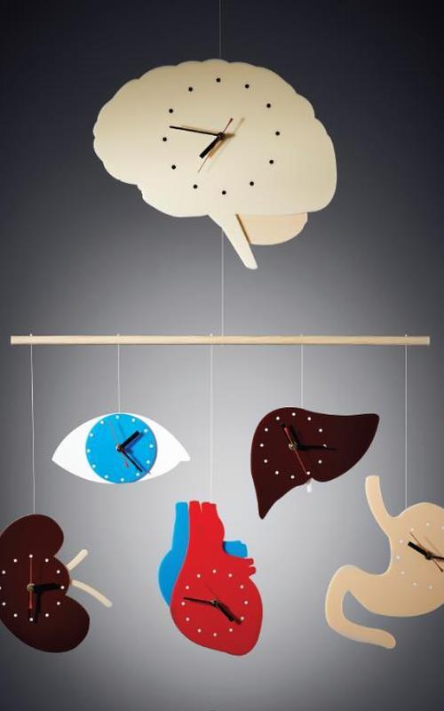 你的每个器官里都有生物钟!科学家因该研究获诺奖