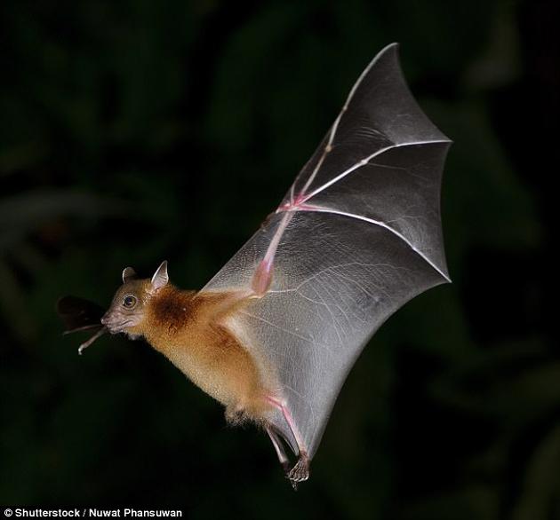 蝙蝠尽管是夜行性动物,但它们无法在黑暗中看见东西