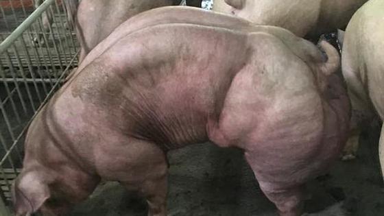 柬埔寨培育巨型变异“肌肉猪”