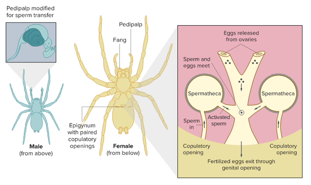 在雌蛛体内，雄蛛精子以及随后任何成功交配的雄蛛精子，都被储存在精囊中，直到雌蛛开始产卵。在这个时候，精子将被激活，进入产卵管道，使卵子受精。