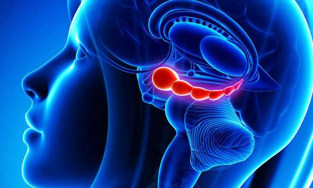 德克萨斯大学发现大脑中的一组细胞是导致恐惧记忆突然反复出现的原因 德克萨斯大学发现大脑中的一组细胞是导致恐惧记忆突然反复出现的原因