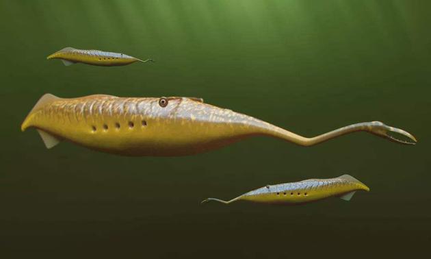 对史前生物“塔利怪物”的样貌重建图片来源：物理学家组织网