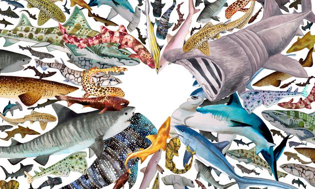 新浪科技■海洋“恶棍”的真相：为什么我们需要鲨鱼？新浪科技2020-08-05 09:37:280阅