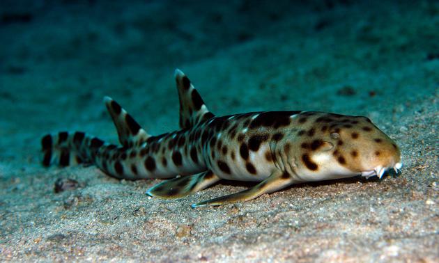 新浪科技■海洋“恶棍”的真相：为什么我们需要鲨鱼？新浪科技2020-08-05 09:37:280阅