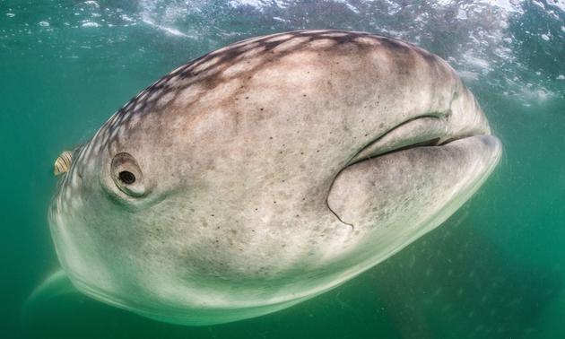 新浪科技■海洋“恶棍”的真相：为什么我们需要鲨鱼？新浪科技2020-08-05 09:37:280阅