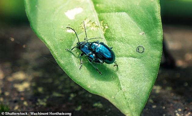 澳大利亚悉尼大学的科学家指出，昆虫总生物量正在以每年2.5%的速率下降，并可能在一个世纪内灭绝。
