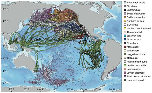 一份覆盖23种大型海洋食肉动物追踪数据的太平洋地图突显了公海如何充满各种生命。