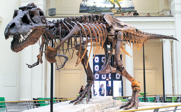 芝加哥菲尔德自然历史博物馆中名为“苏”（Sue）的暴龙骨架，展示了其骨盆中向前的耻骨。像暴龙这样的兽脚亚目恐龙传统上被认为是蜥臀目的一部分，因为它们的骨盆方向与蜥蜴的类似