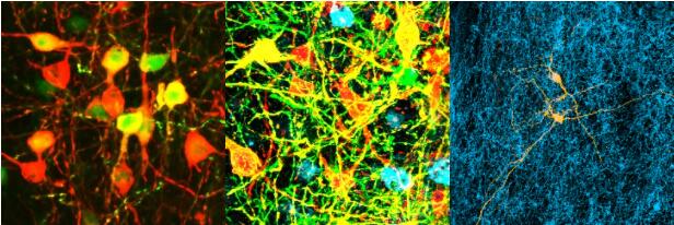  图中显示的是多巴胺系统和下游回路中的DRN神经元