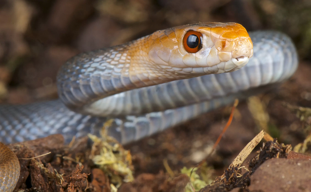 大班蛇生活在澳大利亚和新几内亚地区，它是世界上最致命的毒蛇之一。