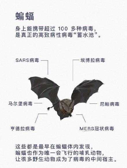 蝙蝠不招惹人类已是万幸 为什么还有人敢吃它们 哺乳动物 真菌 蝙蝠 新浪科技 新浪网