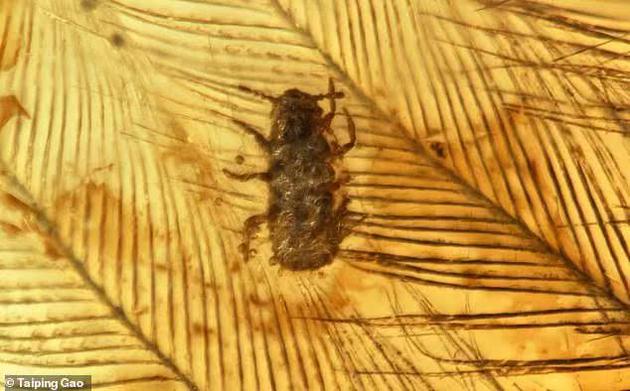 Mesophthirus engeli像现代虱子一样,没有翅膀,体形十分相似,研究人员称,它们具有很强的咀嚼能力,其中一根羽毛显示出明显的咀嚼迹象,这与虱子啃食现代鸟类羽毛的情况相近。