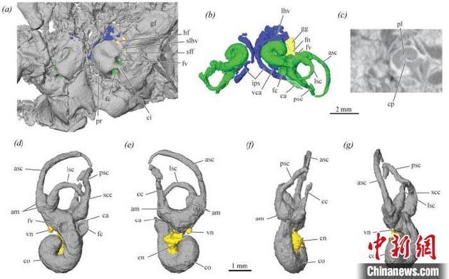 通过传夔兽化石高精度扫描分析，首次重建出早白垩世真兽类的内耳形态。　王海冰 供图