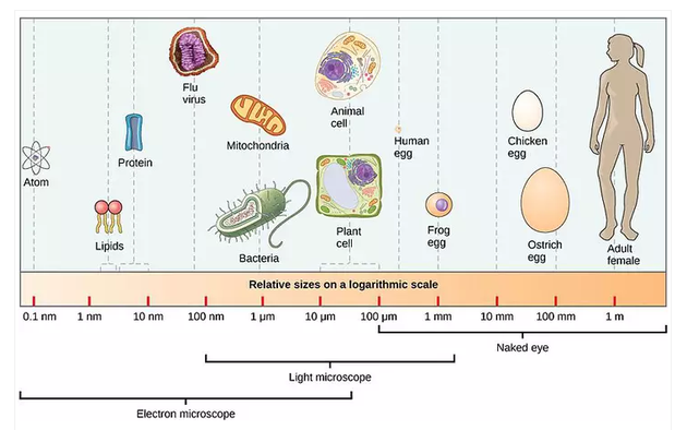 纳米的尺度究竟有多小？