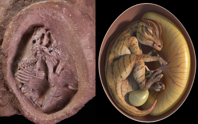 鸭嘴龙胚胎化石与复原图