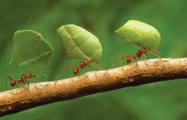 科学大家|蚂蚁与人类：道德与成就插图9
