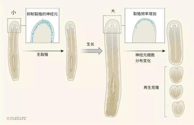 图1：涡虫中的尺寸依赖型裂殖行为。涡虫可以通过裂殖的方式进行繁殖。在这一过程中，一部分组织从涡虫的身体后部掉落，再生成完整的虫体。Arnold等人检验了裂殖过程中的分子和细胞基础。他们发现裂殖的发生频率与亲虫的尺寸相关。对Wnt信号通路中控制涡虫体长方向组织分布的特定蛋白表达，进行试验干扰（结果未显示），并不影响裂殖的位置，但会增加或降低裂殖事件的频率。作者表明Wnt信号通路可以调节涡虫前端抑制裂殖行为的神经元细胞群的小尺度分布模式（方框内），并表明这些神经元的分布模式随动物大小而变化。
