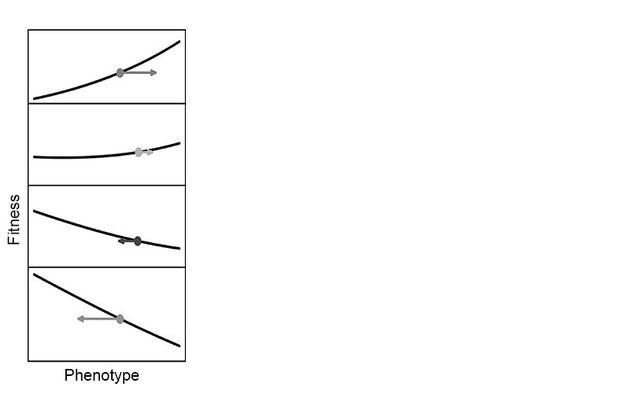 “跷跷板”式的适应度地形，生物改变了适应的方向；各图自上而下随时间推移。图改自Tanaka et al （2020）， Philosophy of Science， 87： 478-98